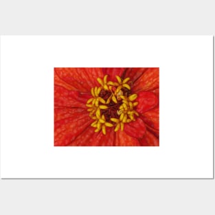 zinnia flower bloom in red and orange floral fantasy Posters and Art